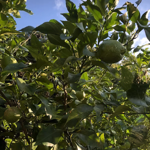 【柑橘王国愛媛県砥部町産農薬 化学肥料 除草剤不使用グリーンレモン】（ご家庭用）