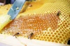 山の花々から蜜蜂が集めてくれたハチミツ（2022年度 百花蜜1200g・和歌山）