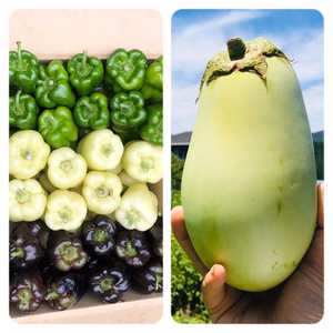 【最後の収穫】希少3色ペッパーと翡翠茄子！自然栽培　農薬不使用