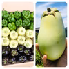 【最後の収穫】希少3色ペッパーと翡翠茄子！自然栽培　農薬不使用
