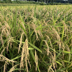 秋田県美郷町産　通常栽培、秋のきらめき精米　