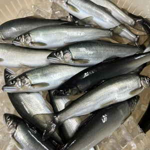 【7周年福袋】特別価格　鮮度抜群‼️ピッチピチ生鮎　地下水育ち