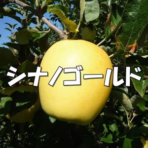 シャキシャキ！サクサク！シナノゴールド 約3kg～ 信州りんご