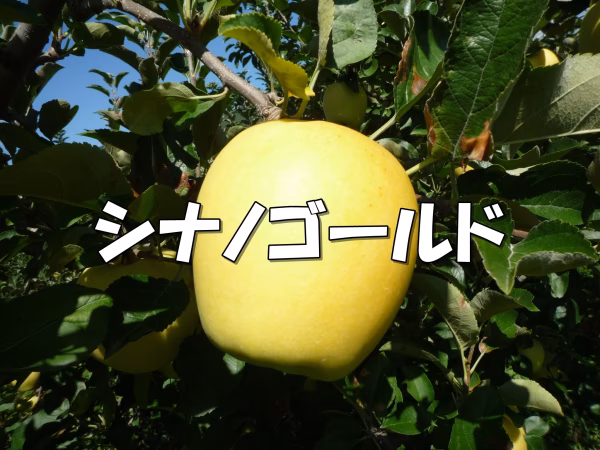 シャキシャキ！サクサク！シナノゴールド 約3kg～ 信州りんご