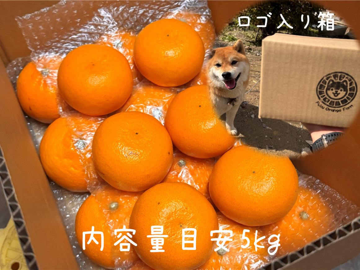 広がる香りに、ただ酔いしれる】完熟ハウスせとか《秀品》｜愛媛