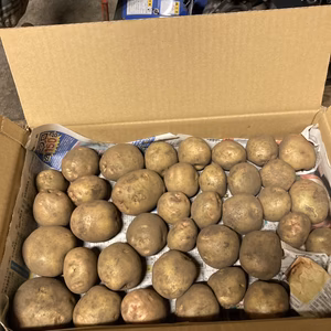 キタアカリジャガイモ4kg 桜島の大自然 無農薬 無肥料 除草剤不使用