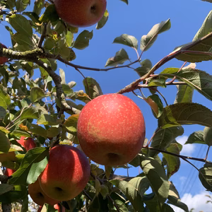 りんご好きにおすすめ　樹上完熟　陽光りんご