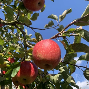 りんご好きにおすすめ　樹上完熟　陽光りんご