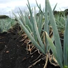【月１コース】季節の露地野菜セット・無農薬・無化学肥料