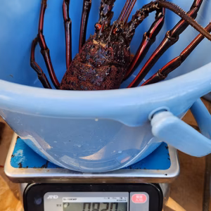 【GW休まず発送】限定１点特大伊勢海老820g