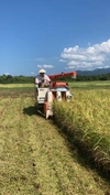 量産しないコシヒカリ(玄米) 農薬・除草剤・化学肥料不使用