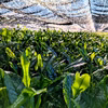 【2026年 新茶】京都 舞鶴 玉露・煎茶セット（各50g）