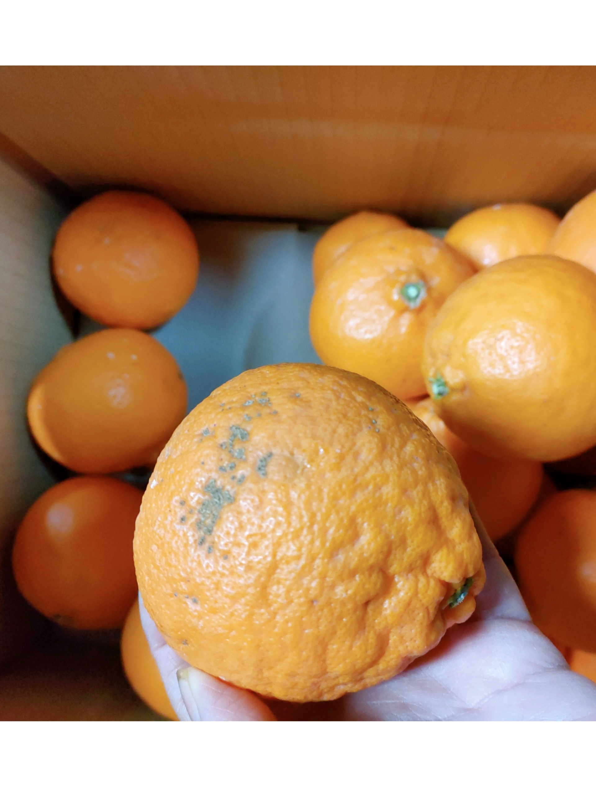 糖度14）感謝セール❣甘い！越冬木熟【はれひめ】惜しい訳あり