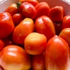 【トマトソースに◎】サンマルツァーノ トマト 南アルプスの有機野菜 1kg～