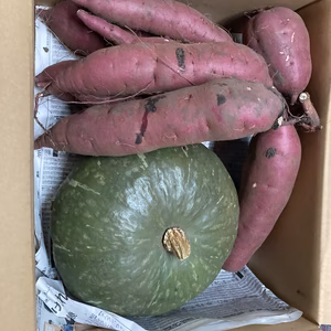 黒ボク土で育った野菜セット(カボチャ、サツマイモ)