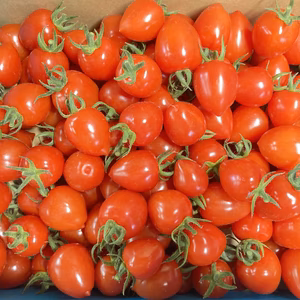 訳あり！トマトベリー3kg 冷蔵便