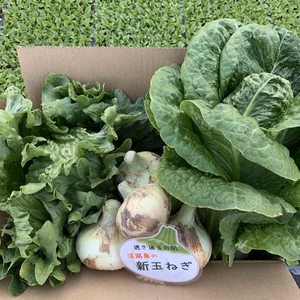 淡路島新玉ねぎ1.3kとレタス1とロメインレタス1のｾｯﾄ