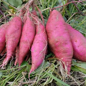 農薬不使用だから安心！愛知県産さつまいも！（べにはるか）