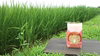 【新米】菜園家族のほっこり医農米♪【白米】5分・7分づきも対応可