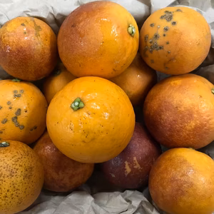 【無農薬栽培・良品訳あり混合】ブラッドオレンジ モロ種（熊本産・サイズ混合）