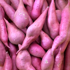 訳ありでもホックリサラリ！新品種「ゆきこまち」色々なサイズ入り