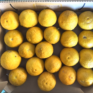 【送料含み】香り高く、料理や加工に最適な和柑橘(花柚子)