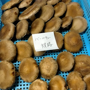 クール高級品【バーベキュー規格】　菌床椎茸1kg以上長野県産　農薬不使用