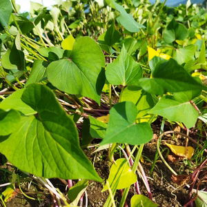 ラストチャンス！さつま芋の苗〈高系14号〉【農薬等不使用栽培】