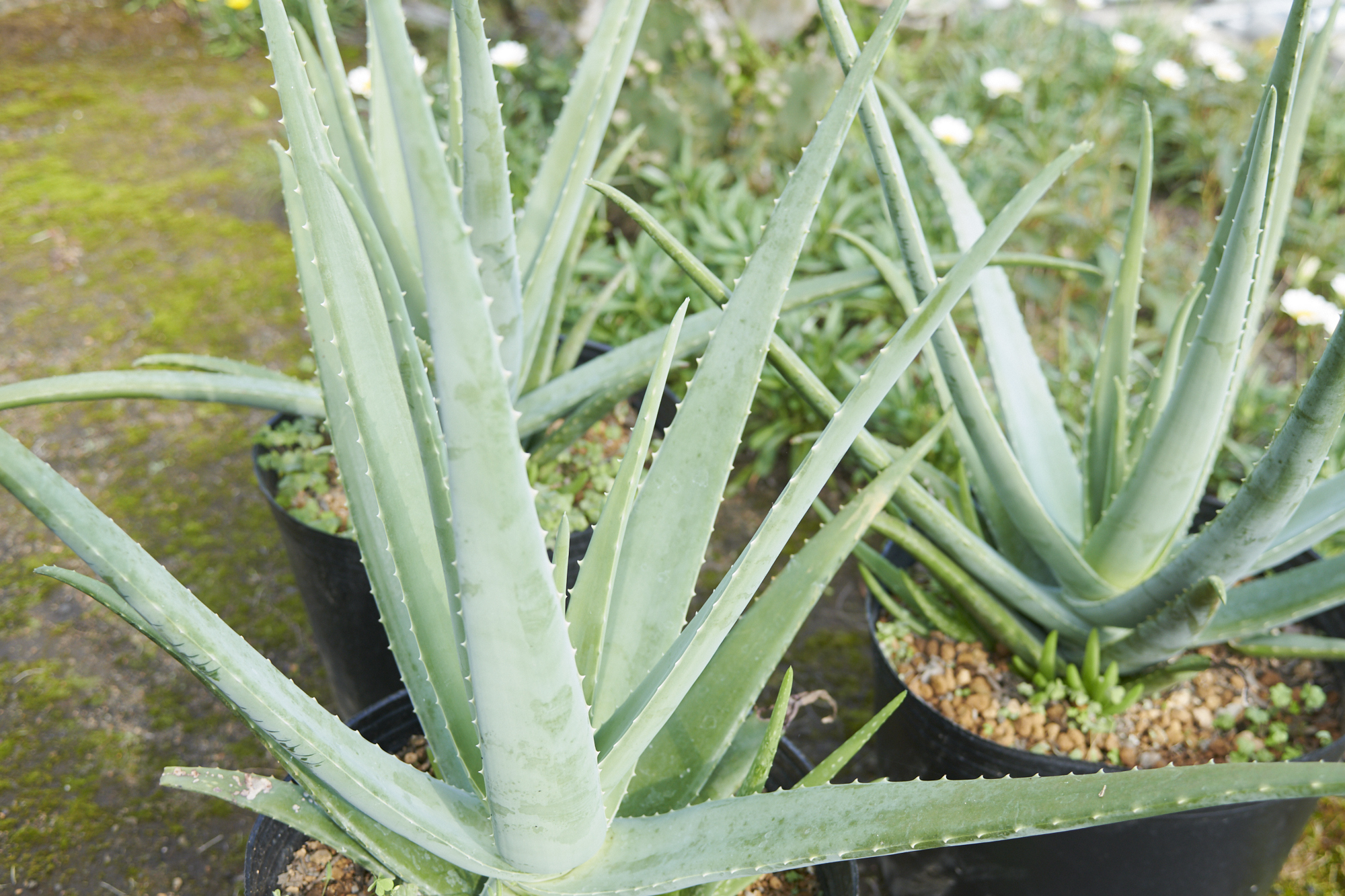 農薬不使用 アロエベラ２キロ 野菜の商品詳細 ポケットマルシェ 産直 産地直送 通販 旬の果物 野菜 魚介をお取り寄せ