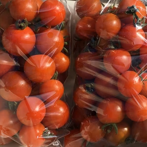 みずみずしい～愛媛のミニトマト