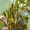 黒大豆の枝豆