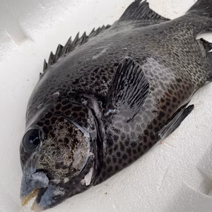 【魚突き】捕獲動画あり　イシガキダイ1.0kg鱗、下処理済み