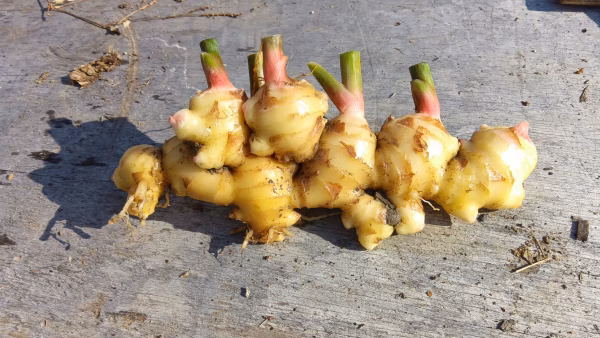 生姜 自然栽培