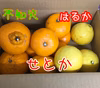 最終出荷　漁師の柑橘せとか含み3種食べ比べ家庭用石積み段々畑から5箱