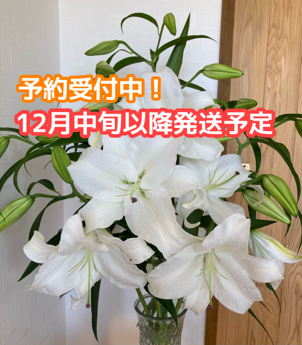 12月中旬以降発送 カサブランカ 豪華で気品あふれるユリはボリューム満点 農家漁師から産地直送の通販 ポケットマルシェ