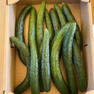 みずみずしいきゅうり！！