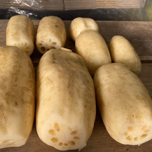 【訳あり】岡山県産れんこん バラ 3kg 常温配送