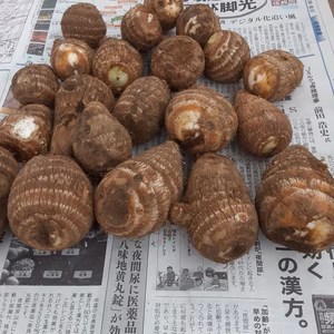訳あり❕　特選絹芋(里芋)60サイズ箱に入るだけ！　1点限り