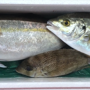 熊野灘 おまかせ鮮魚 BOX
