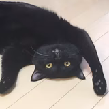 イカミミブラック