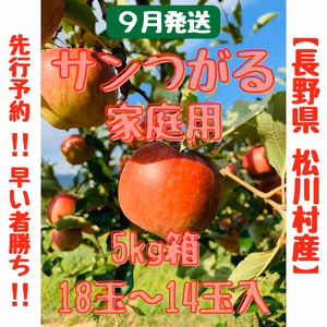 再販‼︎【長野県松川村産】サンつがる 家庭用