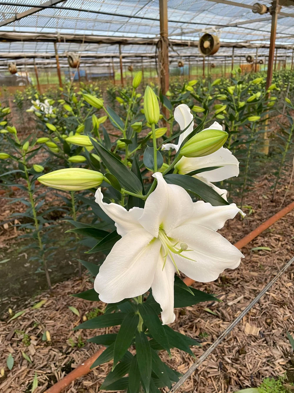 百合生花80cm ミックス3本束,5本束