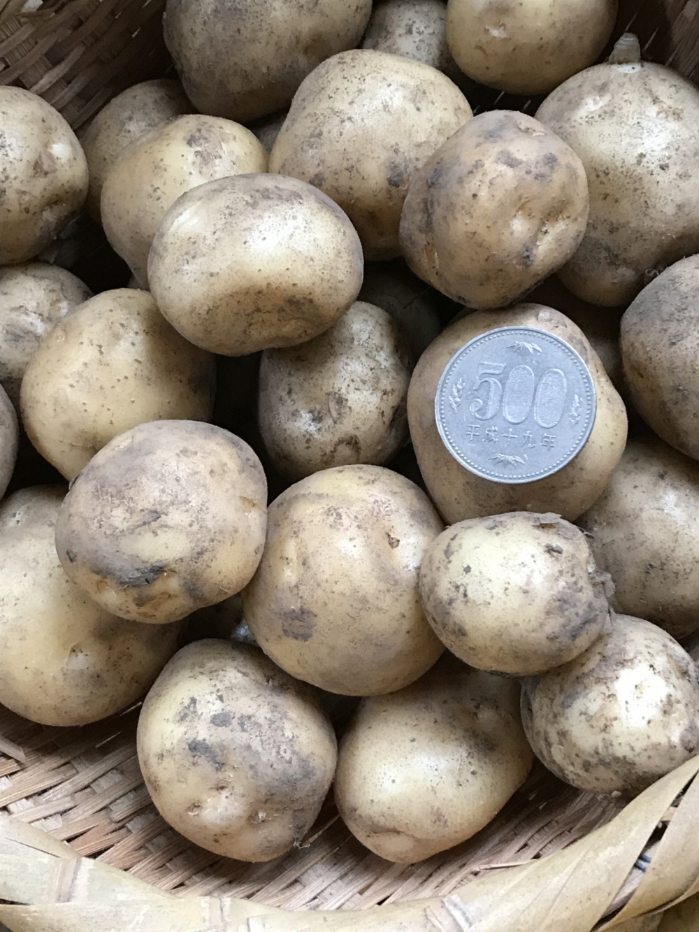 別名クリジャガイモ 新じゃが小粒サイズ 農家漁師から産地直送の通販 ポケットマルシェ