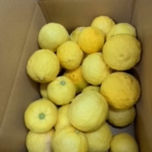 ≪柳フルーツ園≫WY訳ありゆず(加工用)