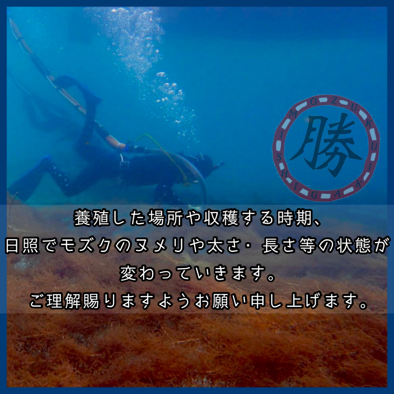 ☆沖縄県石垣島産もずく【味付け500g】中サイズ｜水産加工品の商品詳細