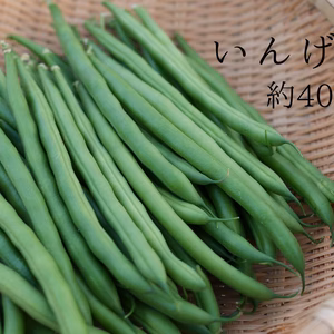 送料一律200円 ほんのり甘い!? 無選別 ハウスインゲン 400g 調理簡単