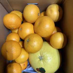 第2弾！柑橘セット晩白柚とスィートスプリングと八朔