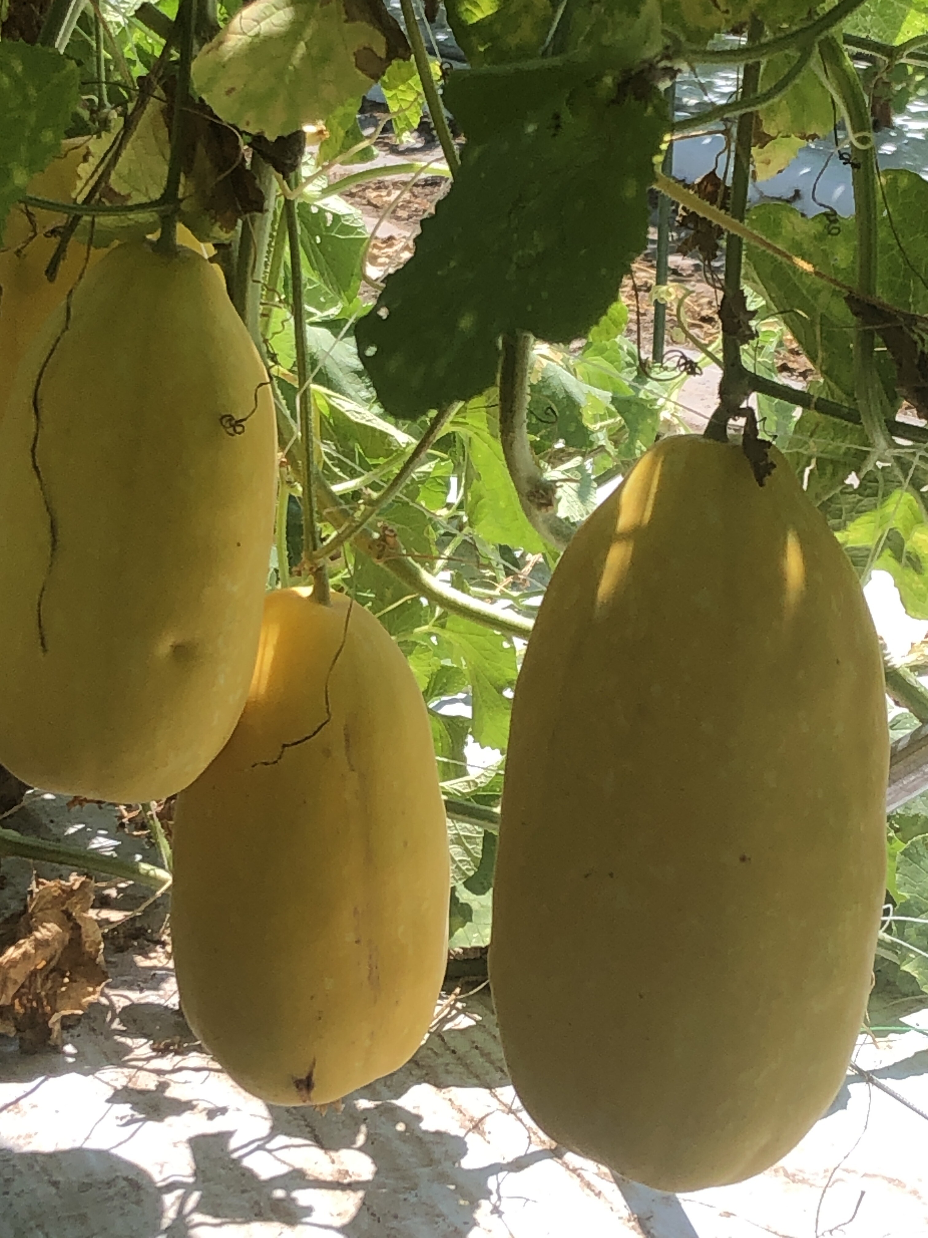 マクワウリ　10kg入り 楽天市場】真桑瓜 まくわうり 約5kg 10〜12個前後入り 滋賀産