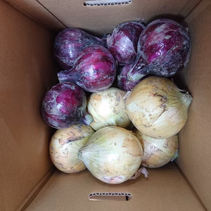 淡路島の新たまねぎ！　赤と白玉ねぎ（半分ずつ）