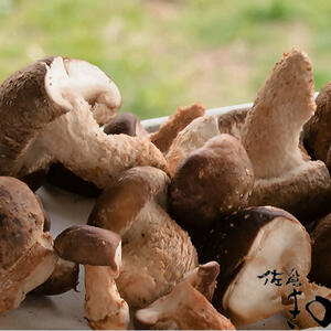 ラッキー椎茸